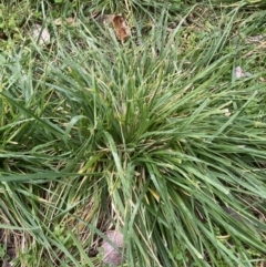 Nassella neesiana (Chilean Needlegrass) at Canberra, ACT - 22 Aug 2023 by JohnGiacon