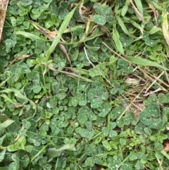 Trifolium sp. (Clover) at Australian National University - 22 Aug 2023 by JohnGiacon