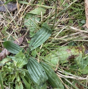 Plantago lanceolata at Canberra, ACT - 22 Aug 2023 12:39 PM