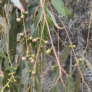 Eucalyptus rubida at Canberra, ACT - 22 Aug 2023
