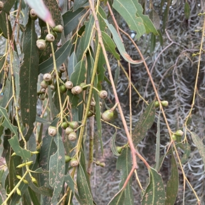 Eucalyptus rubida (Candlebark) at Canberra, ACT - 22 Aug 2023 by JohnGiacon