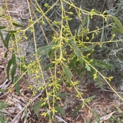 Eucalyptus rubida at Canberra, ACT - 22 Aug 2023