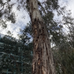 Eucalyptus rubida at Canberra, ACT - 22 Aug 2023