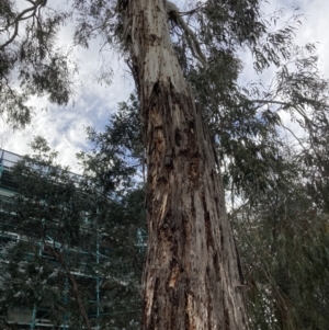 Eucalyptus rubida at Canberra, ACT - 22 Aug 2023