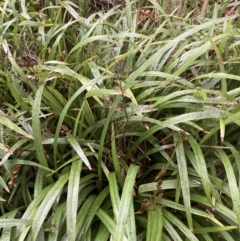 Dianella sp. (Flax Lily) at Australian National University - 22 Aug 2023 by JohnGiacon