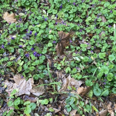 Viola odorata (Sweet Violet, Common Violet) at Australian National University - 22 Aug 2023 by JohnGiacon