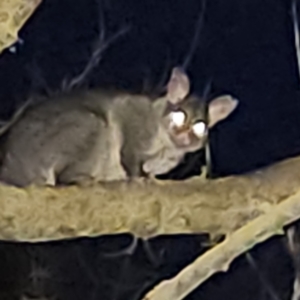 Trichosurus vulpecula at Braidwood, NSW - 22 Aug 2023