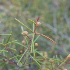 Acacia brownii (Heath Wattle) at Lower Borough, NSW - 7 Jun 2023 by RobG1