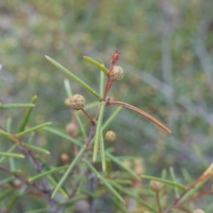 Acacia brownii at Lower Borough, NSW - 7 Jun 2023