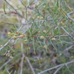 Acacia brownii at Lower Borough, NSW - 7 Jun 2023