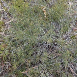 Acacia brownii at Lower Borough, NSW - 7 Jun 2023