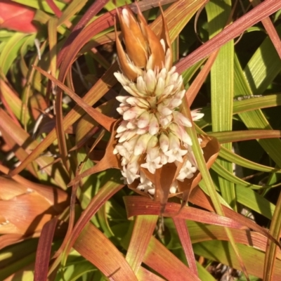 Dracophyllum oceanicum at Booderee National Park - 17 Aug 2023 by AnneG1