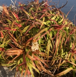 Dracophyllum oceanicum at Jervis Bay, JBT - 17 Aug 2023