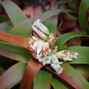 Dracophyllum oceanicum at Jervis Bay, JBT - 17 Aug 2023