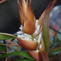 Dracophyllum oceanicum at Jervis Bay, JBT - 17 Aug 2023