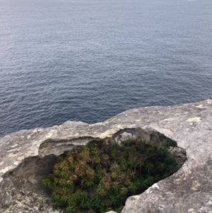 Dracophyllum oceanicum at Jervis Bay, JBT - 17 Aug 2023