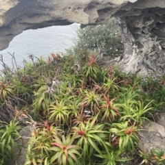 Dracophyllum oceanicum at Jervis Bay, JBT - 17 Aug 2023