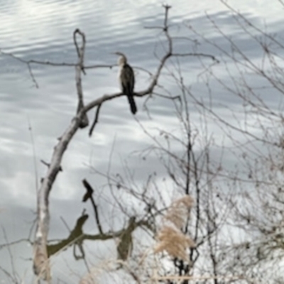 Anhinga novaehollandiae (Australasian Darter) at Jerrabomberra Wetlands - 22 Aug 2023 by KMcCue