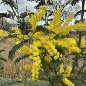 Acacia dealbata at Kingston, ACT - 22 Aug 2023