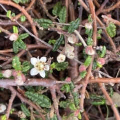 Commersonia hermanniifolia (Wrinkled Kerrawang) at Booderee National Park - 17 Aug 2023 by AnneG1