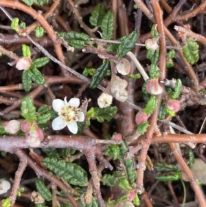 Commersonia hermanniifolia at Jervis Bay, JBT - 17 Aug 2023 04:23 PM