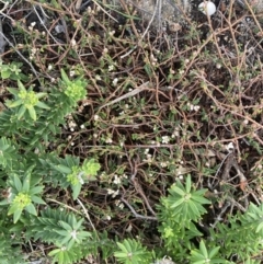 Commersonia hermanniifolia at Jervis Bay, JBT - 17 Aug 2023 04:23 PM