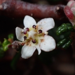 Commersonia hermanniifolia at Jervis Bay, JBT - 17 Aug 2023 04:23 PM