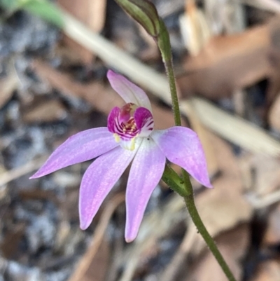 Caladenia hillmanii (Purple Heart Orchid) at Jervis Bay, JBT - 17 Aug 2023 by AnneG1