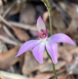 Caladenia hillmanii at Jervis Bay, JBT - suppressed
