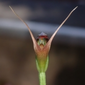 Pterostylis oblonga at suppressed - 1 Aug 2023