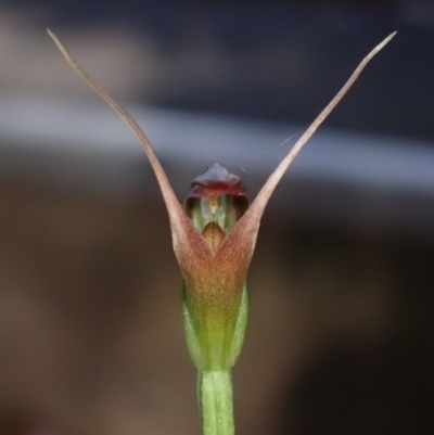 Pterostylis oblonga (Coastal Maroonhood) at Vincentia, NSW - 1 Aug 2023 by AnneG1