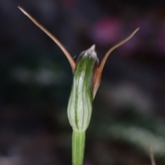 Pterostylis oblonga at suppressed - 1 Aug 2023