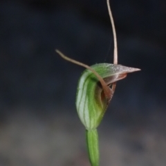 Pterostylis oblonga at suppressed - suppressed