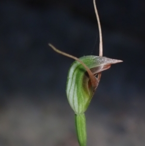 Pterostylis oblonga at suppressed - 1 Aug 2023