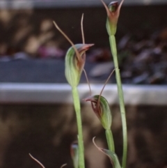 Pterostylis oblonga at suppressed - 1 Aug 2023