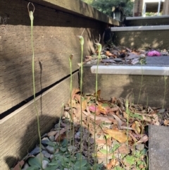 Pterostylis oblonga at suppressed - suppressed