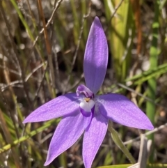 Glossodia major (Wax Lip Orchid) at Jerrawangala National Park - 17 Aug 2023 by AnneG1