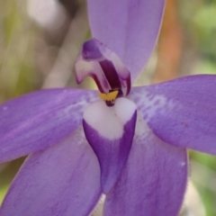 Glossodia major at Jerrawangala, NSW - suppressed