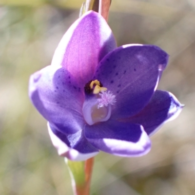 Thelymitra ixioides (Dotted Sun Orchid) at Jerrawangala National Park - 17 Aug 2023 by AnneG1