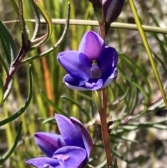 Thelymitra ixioides at Jerrawangala, NSW - 17 Aug 2023