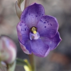 Thelymitra ixioides (Dotted Sun Orchid) at Jerrawangala National Park - 17 Aug 2023 by AnneG1