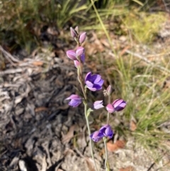 Thelymitra ixioides at Jerrawangala, NSW - 17 Aug 2023