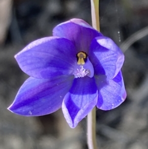 Thelymitra ixioides at Jerrawangala, NSW - 17 Aug 2023