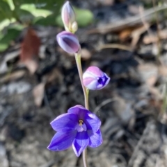 Thelymitra ixioides at Jerrawangala, NSW - 17 Aug 2023