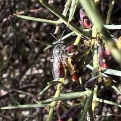 Lasioglossum (Parasphecodes) sp. (genus & subgenus) (Halictid bee) at Campbell, ACT - 21 Aug 2023 by Pirom