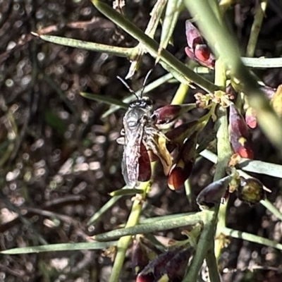 Lasioglossum (Parasphecodes) sp. (genus & subgenus) (Halictid bee) at Mount Ainslie - 21 Aug 2023 by Pirom