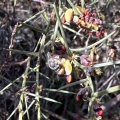 Lasioglossum (Parasphecodes) sp. (genus & subgenus) at Campbell, ACT - 21 Aug 2023