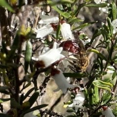 Lasioglossum (Parasphecodes) sp. (genus & subgenus) (Halictid bee) at Campbell, ACT - 21 Aug 2023 by Pirom