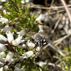 Calliphora stygia (Brown blowfly or Brown bomber) at Campbell, ACT - 21 Aug 2023 by Pirom