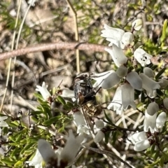 Calliphora stygia at Campbell, ACT - 21 Aug 2023